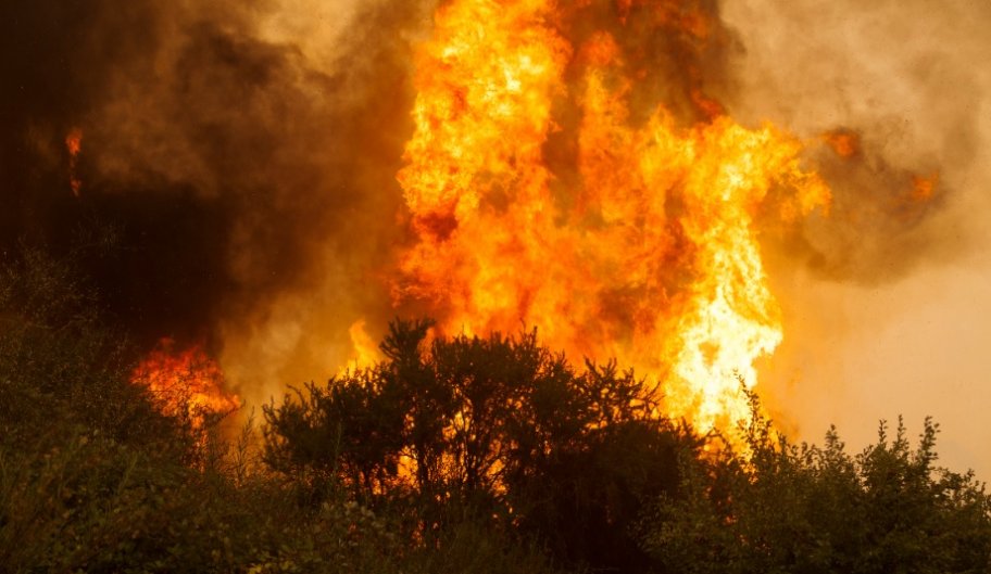 Greenpeace entrega desoladora proyección de incendios forestales.