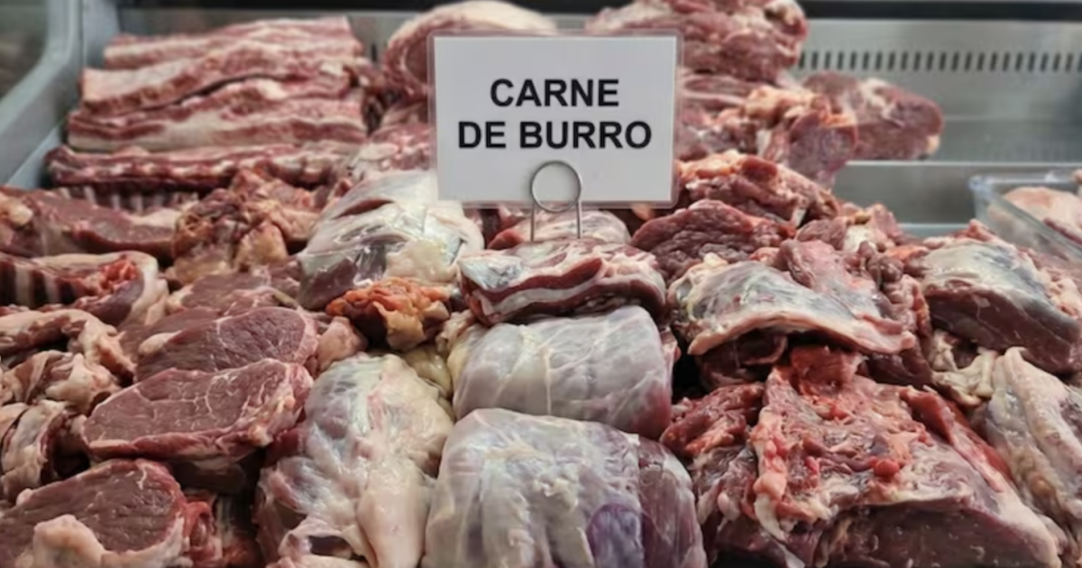 Carne de burro en Argentina: El bajo precio que agota stock y desata debate sanitario